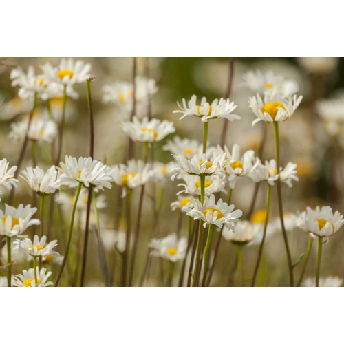 USA, Colorado, Grand County Oxeye daisies